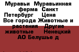 Муравьи, Муравьинная ферма. Санкт-Петербург. › Цена ­ 550 - Все города Животные и растения » Другие животные   . Ненецкий АО,Белушье д.